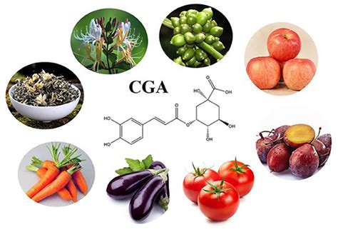 a laboratory scientist wants to analyze the chlorigenic acid content|The Biological Activity Mechanism of Chlorogenic Acid and Its .